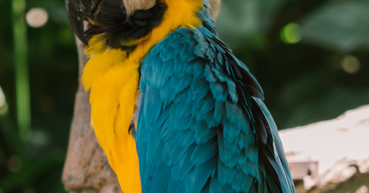 Piirisarjat - Amazon haastaa Nvidian: Uusi vallankumous tekoälyn prosessorimarkkinoilla