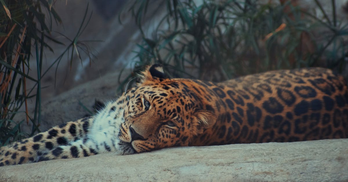 Osakeanti - MrBeast IPO: Miten Sosiaalisen Median Tähti Muuttaa Pörssin Pelikenttää