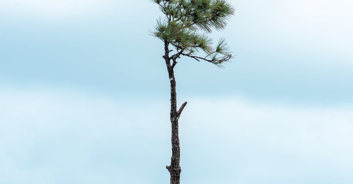 Resilienssi - Löydä sisäinen tasapainosi: Askeleet kohti palautumista itseesi