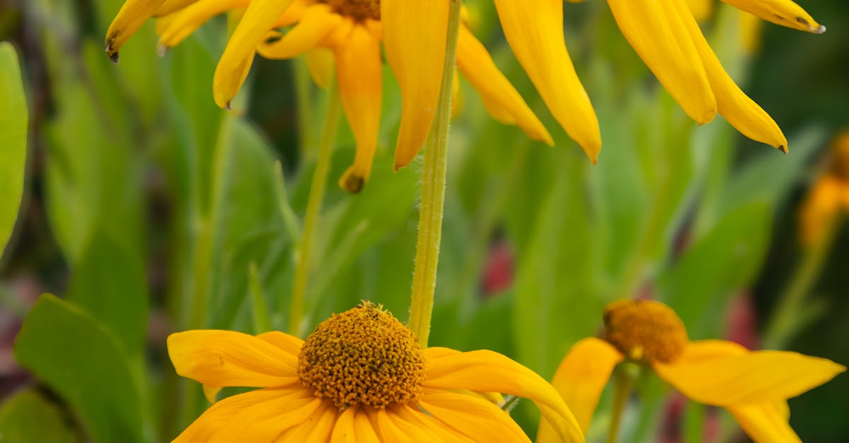 Psykedeelit - Bryan Johnsonin sienimatka avaa ovet pitkäikäisyyden uusiin ulottuvuuksiin