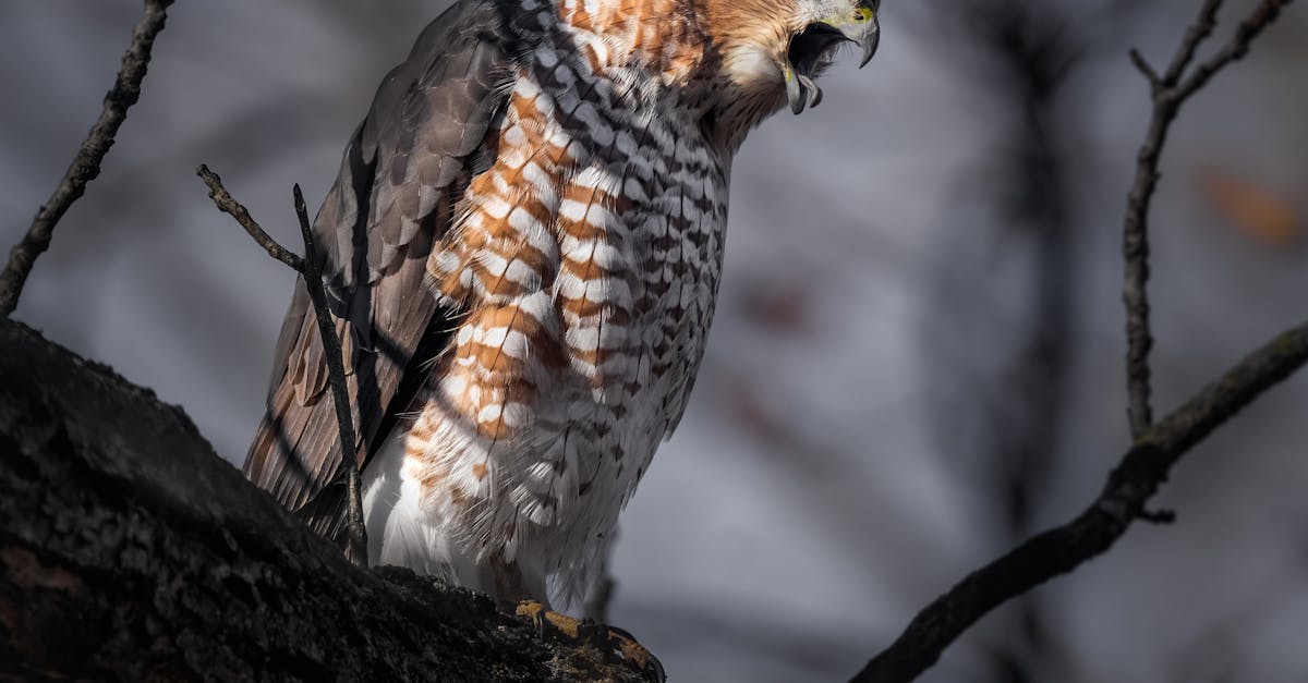 Rajat - Opettele Sanomaan Ei: Vinkit Terveyden ja Onnellisuuden Suojelemiseen